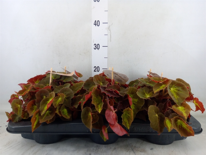 <h4>Begonia BD 'MagicColours Montuno'</h4>