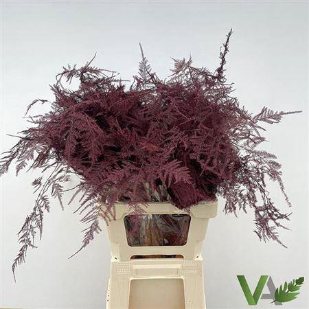 <h4>Asp Ov Klb H%</h4>