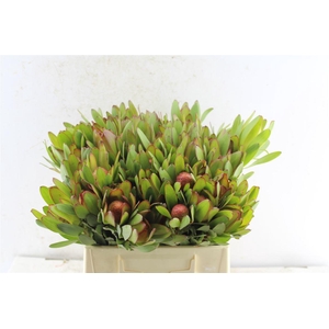 Leucad Saf Goldstrik