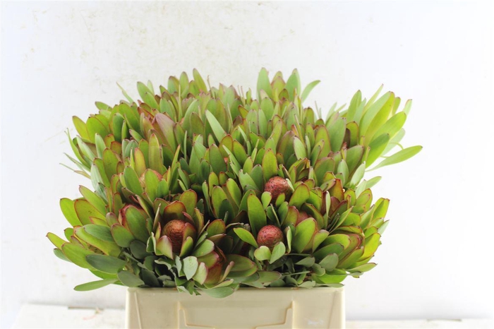 <h4>Leucad Saf Goldstrik</h4>