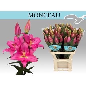 LI OR MONCEAU