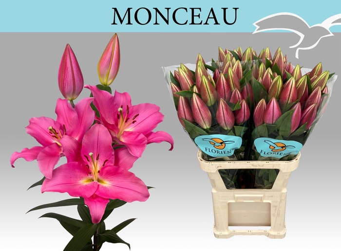 <h4>LI OR MONCEAU</h4>