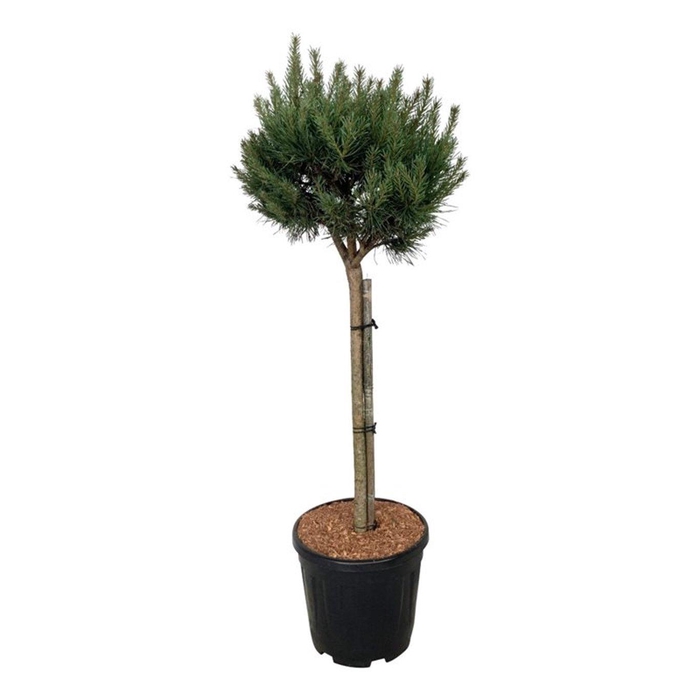 <h4>Pinus sylv. 'Nana'</h4>