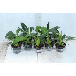 PHILODENDRON PACOVA P11