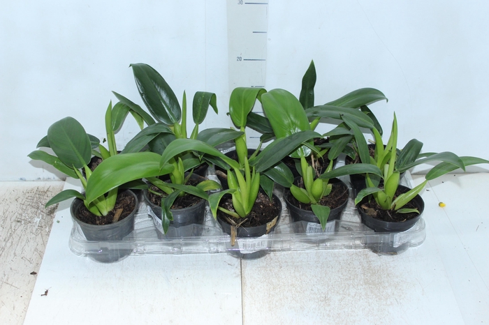 <h4>PHILODENDRON PACOVA P11</h4>