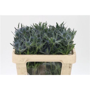 Eryngium Mag Blue Lagoon