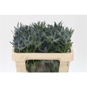 Eryngium Mag Blue Lagoon