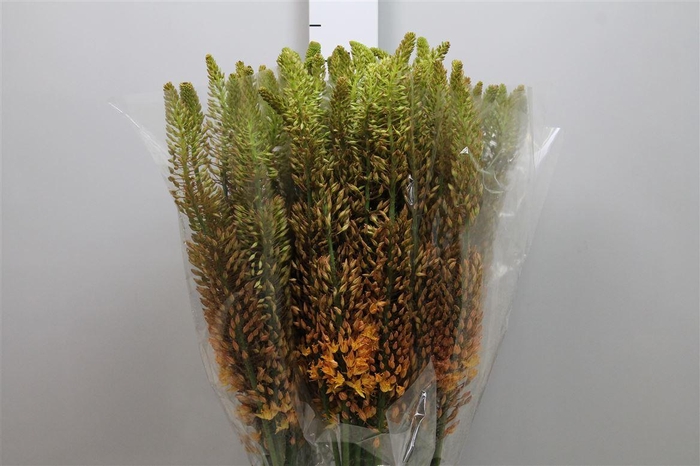 <h4>Eremurus Ruiter</h4>