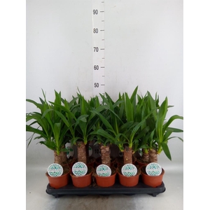 Yucca   ...