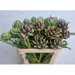 Cynara Sc Green Globe