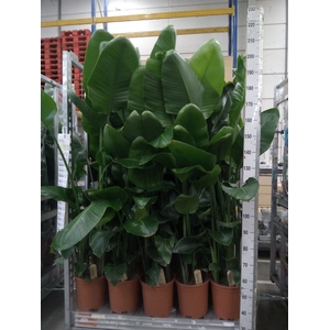 Strelitzia nicolai