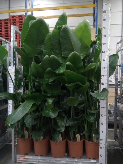 <h4>Strelitzia nicolai</h4>