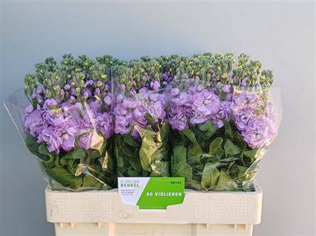 <h4>MATTH FIGARO LAVENDE</h4>