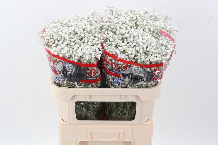 <h4>Gy Xlence 20 gram</h4>