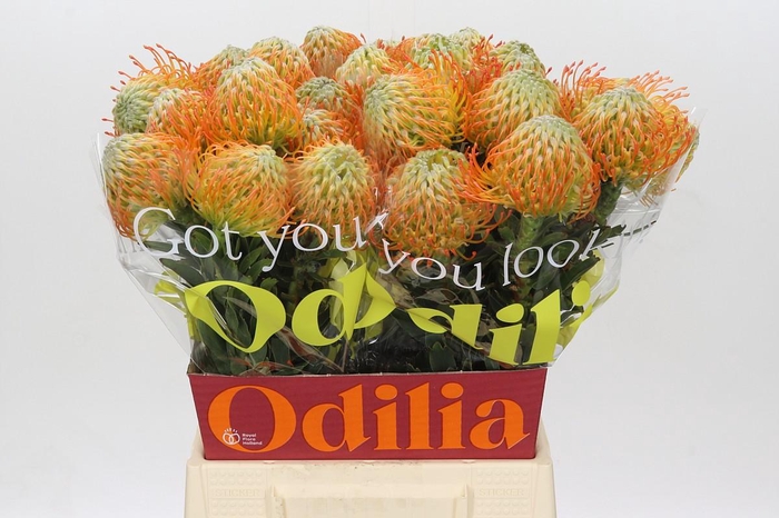 <h4>Nutans Ayoba Sun</h4>