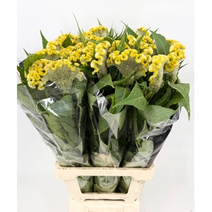 Celosia Cristata Yellow