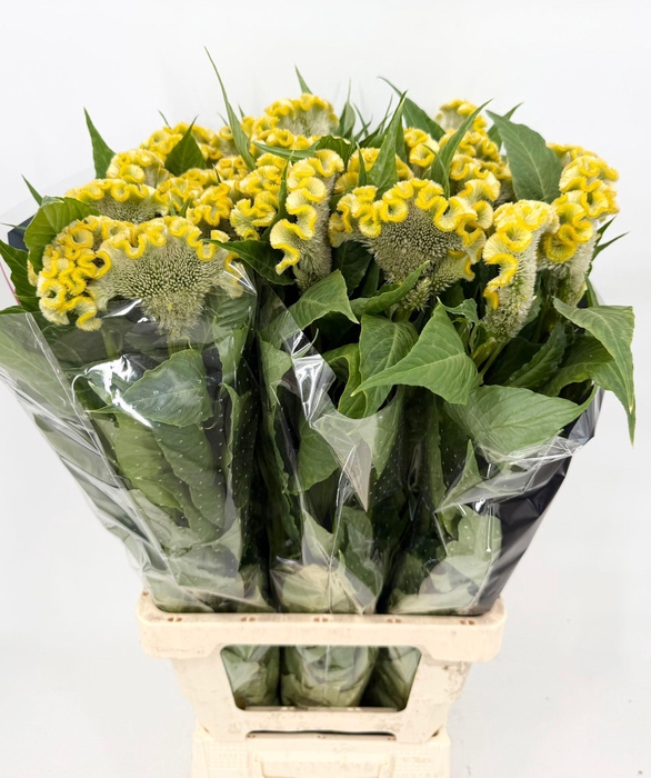 <h4>Celosia Cristata Yellow</h4>