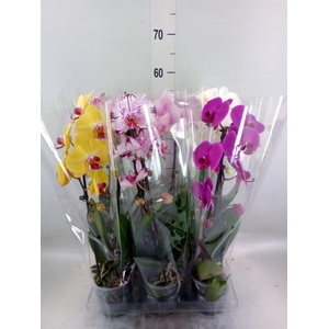 Phalaenopsis  'Elegant Cascade'