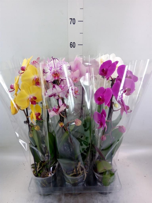 <h4>Phalaenopsis  'Elegant Cascade'</h4>