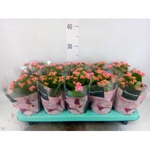 Kalanchoe blos. 'Serenity Softpink'