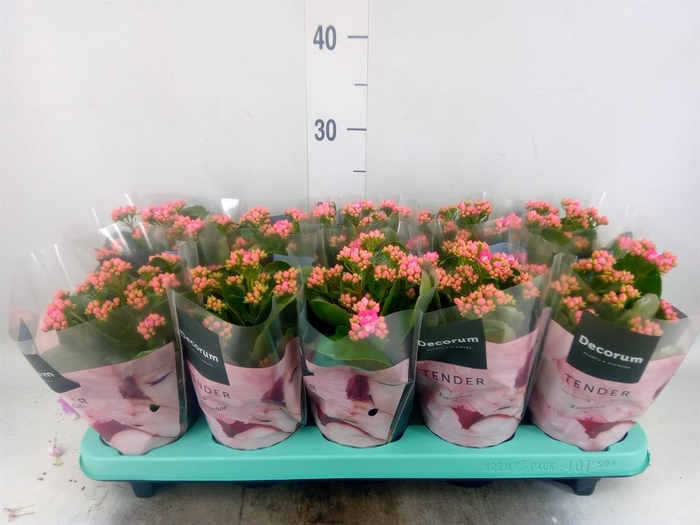 <h4>Kalanchoe blos. 'Serenity Softpink'</h4>