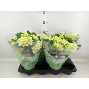 Hydrangea mac. 'Crystal Palace'