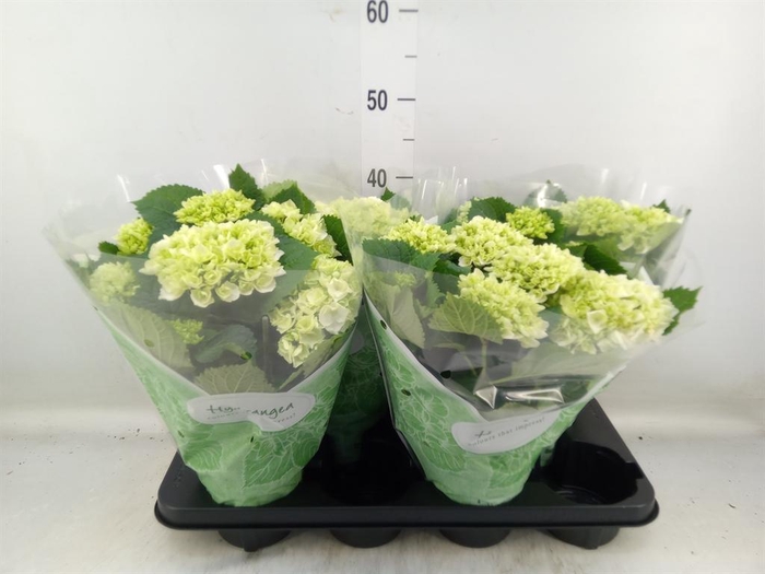 <h4>Hydrangea mac. 'Crystal Palace'</h4>