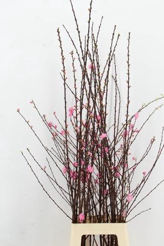 <h4>PRUNUS TRILOBA VERTAKT 120CM</h4>