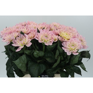 Dahlia Princess Kate