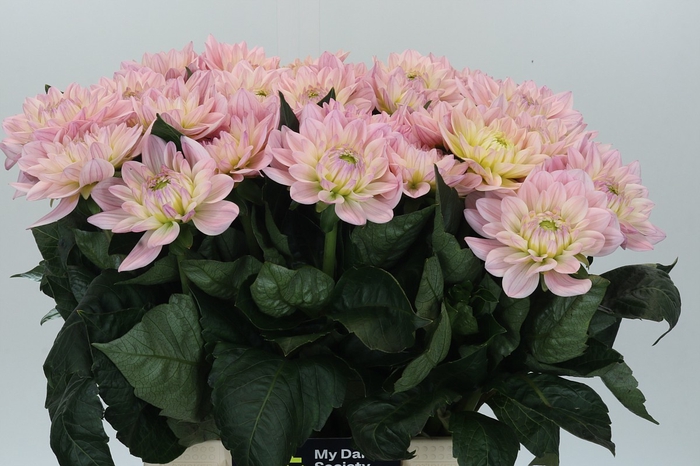 <h4>Dahlia Princess Kate</h4>