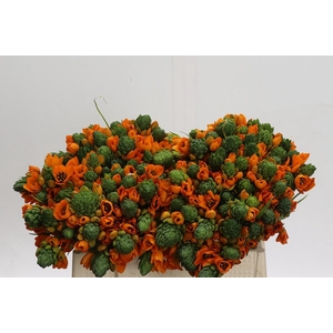 Ornithogalum Dubium Sunshine