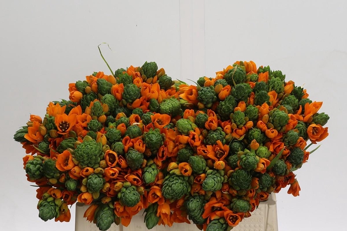 <h4>Ornithogalum Dubium Sunshine</h4>