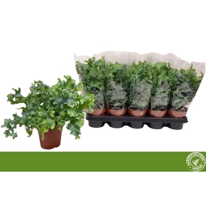 Phlebodium aureum 'Blue Star'