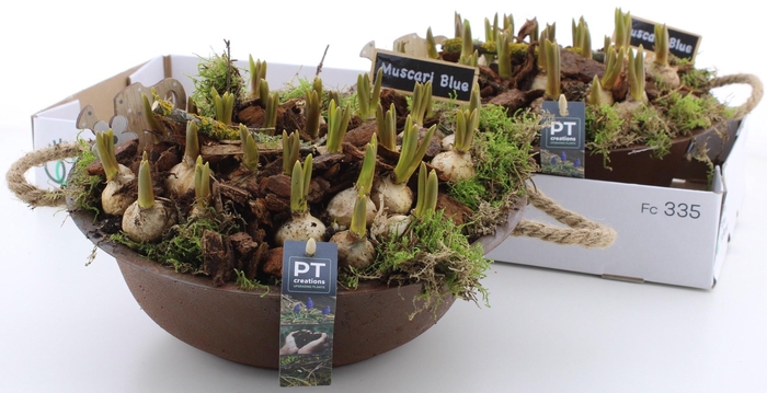 <h4>ARR MUSCARI</h4>