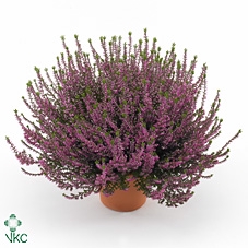 Calluna vulg. 'Beauty L Leonie'