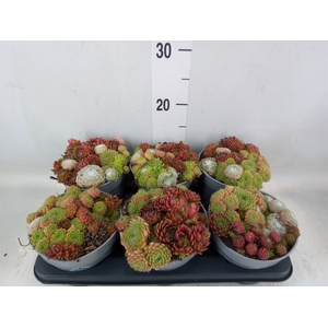 Sempervivum   ...