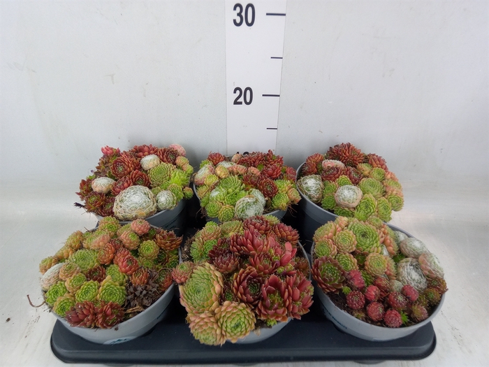 <h4>Sempervivum   ...</h4>