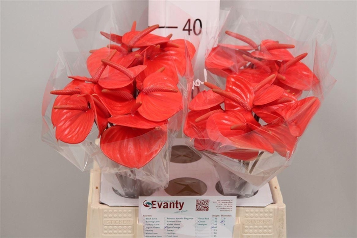 <h4>Anth A Pure Orange 40 L35</h4>
