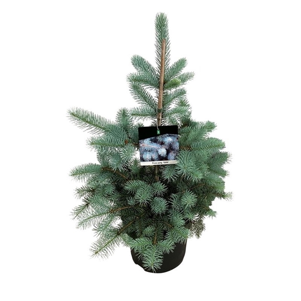 <h4>Picea pung. 'Edith'</h4>