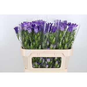 Campanula Cham Blue