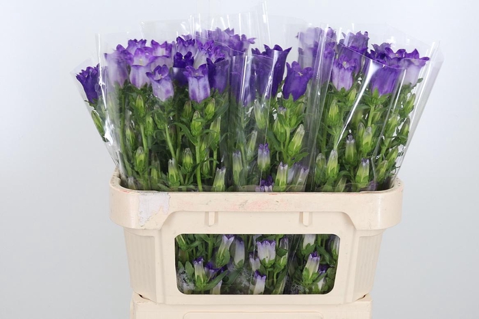 <h4>Campanula Cham Blue</h4>