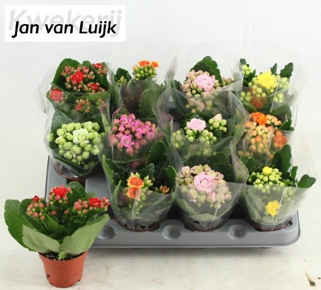 <h4>KAL GE GEM 6 KL</h4>