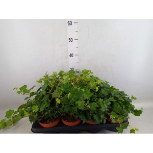 Hedera helix 'Brigitte'