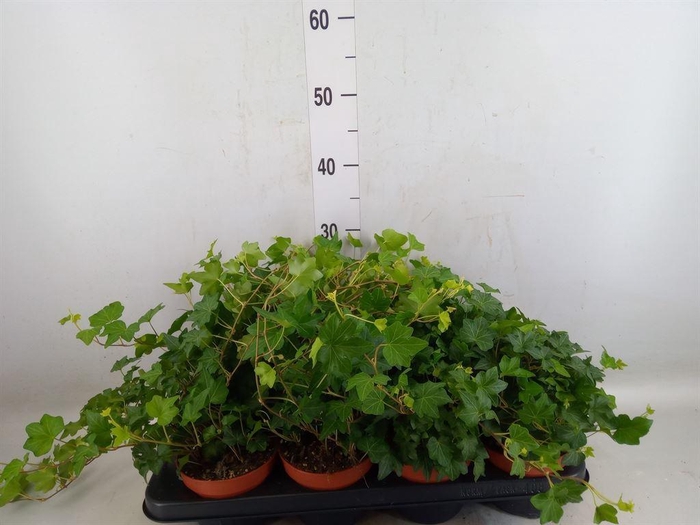 <h4>Hedera helix 'Brigitte'</h4>