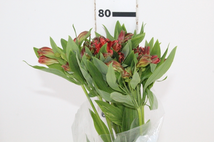 <h4>ALSTROEMERIA MILOS 080 CM</h4>