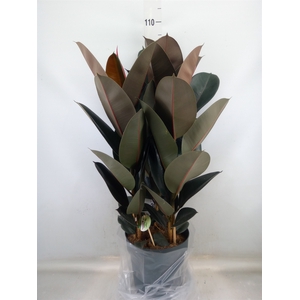 Ficus elastica 'Abidjan'