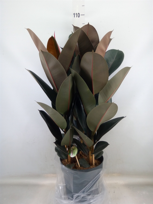 <h4>Ficus elastica 'Abidjan'</h4>
