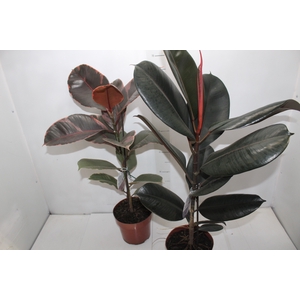 FICUS ELASTICA P17 VARIADO