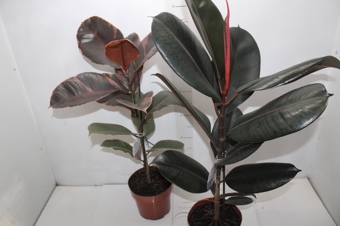 <h4>FICUS ELASTICA P17 VARIADO</h4>
