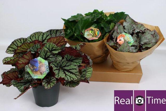 <h4>Beg Bel Gem</h4>